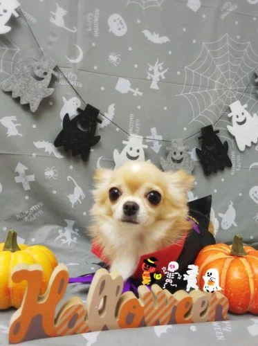 19-10-27-23-22-31-070_deco
