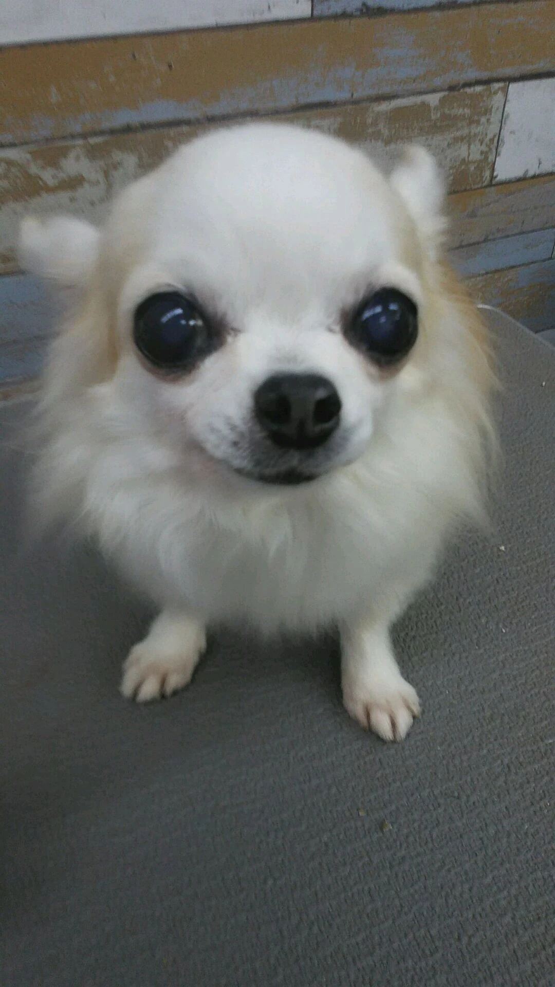 dsc_0032