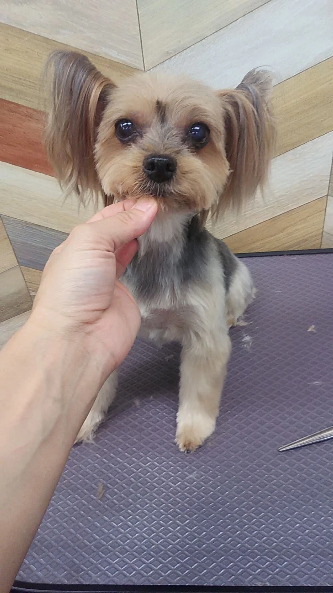 DSC_0006