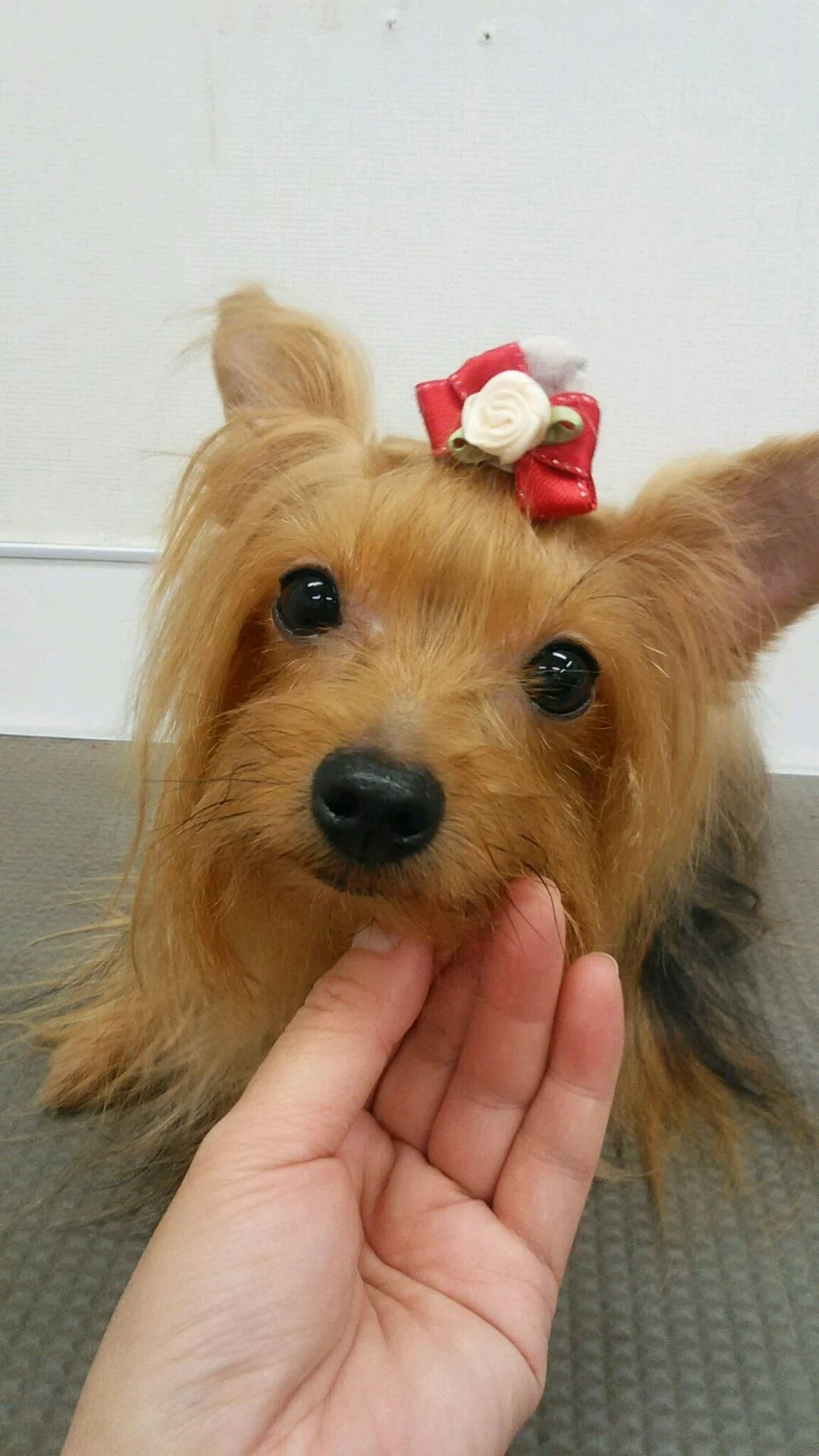 dsc_0010