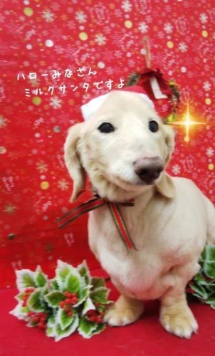 thumbnail_image6