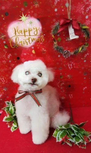 thumbnail_image4