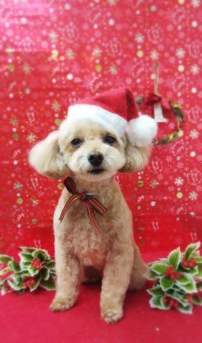 thumbnail_19-12-08-21-56-19-522_deco