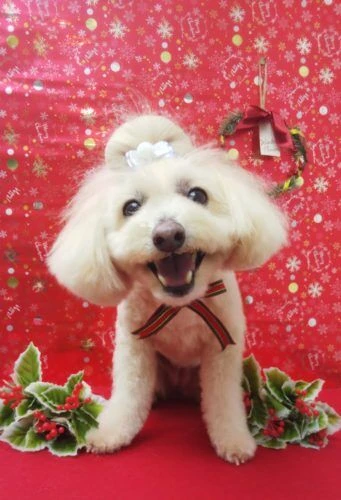 thumbnail_19-12-09-13-20-50-003_deco