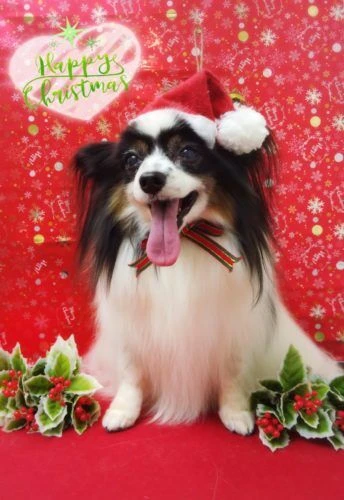 thumbnail_19-12-12-12-29-42-637_deco