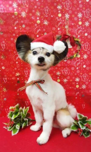 thumbnail_19-12-12-15-23-10-896_deco