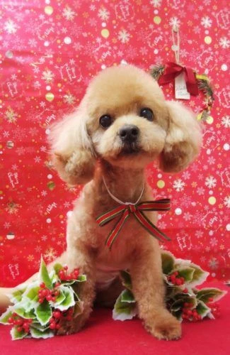 thumbnail_19-12-12-18-28-43-645_deco