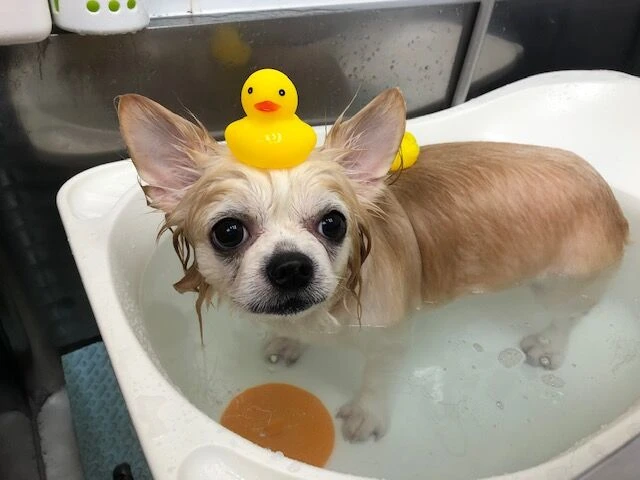 thumbnail_image2