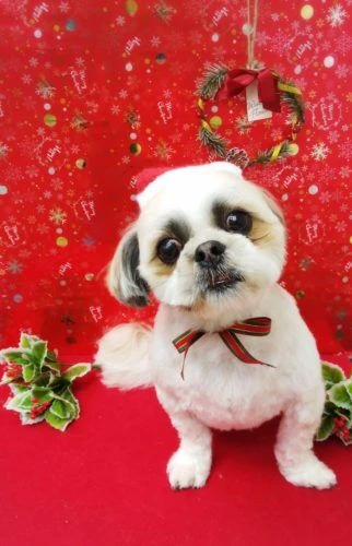 thumbnail_19-12-13-17-11-14-062_deco