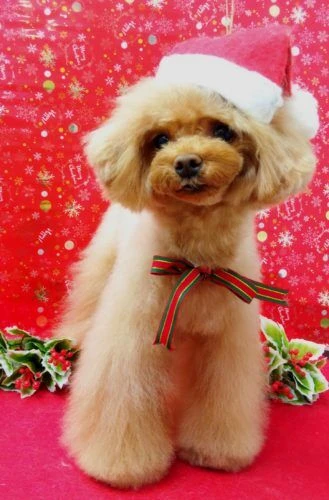 19-12-14-21-21-45-906_deco