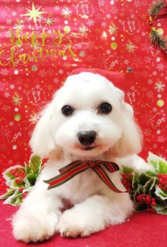 19-12-14-21-24-15-016_deco