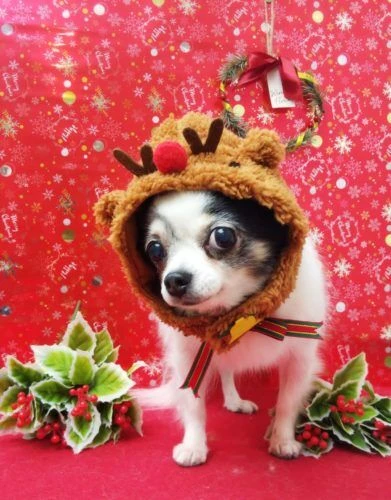 thumbnail_19-12-15-10-44-57-733_deco