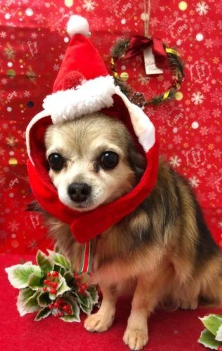 thumbnail_19-12-15-19-54-48-815_deco