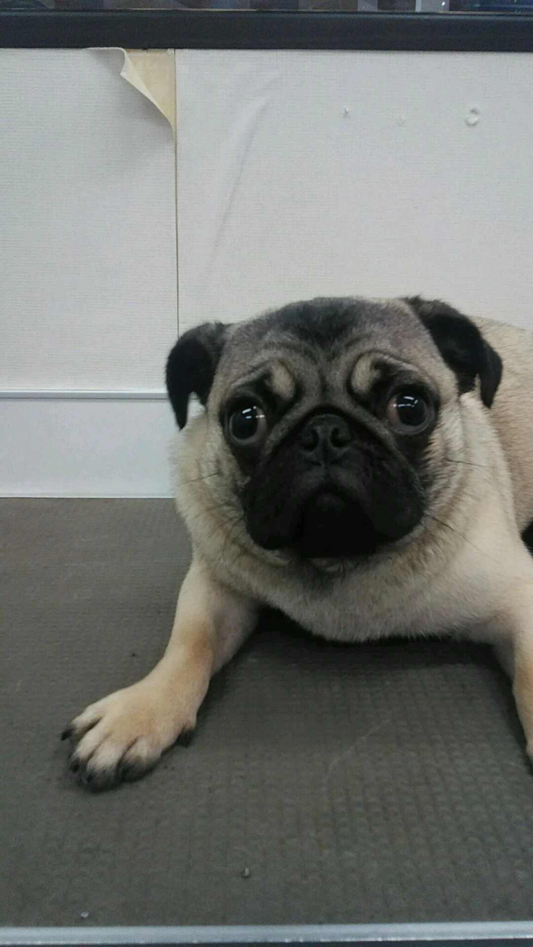 dsc_0006