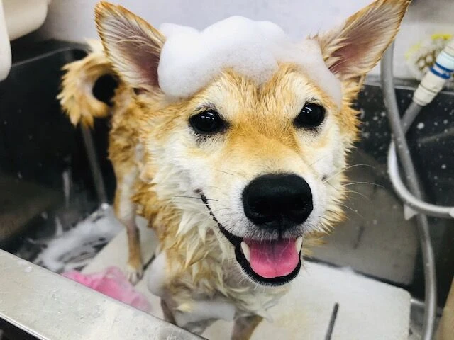 n-jkv