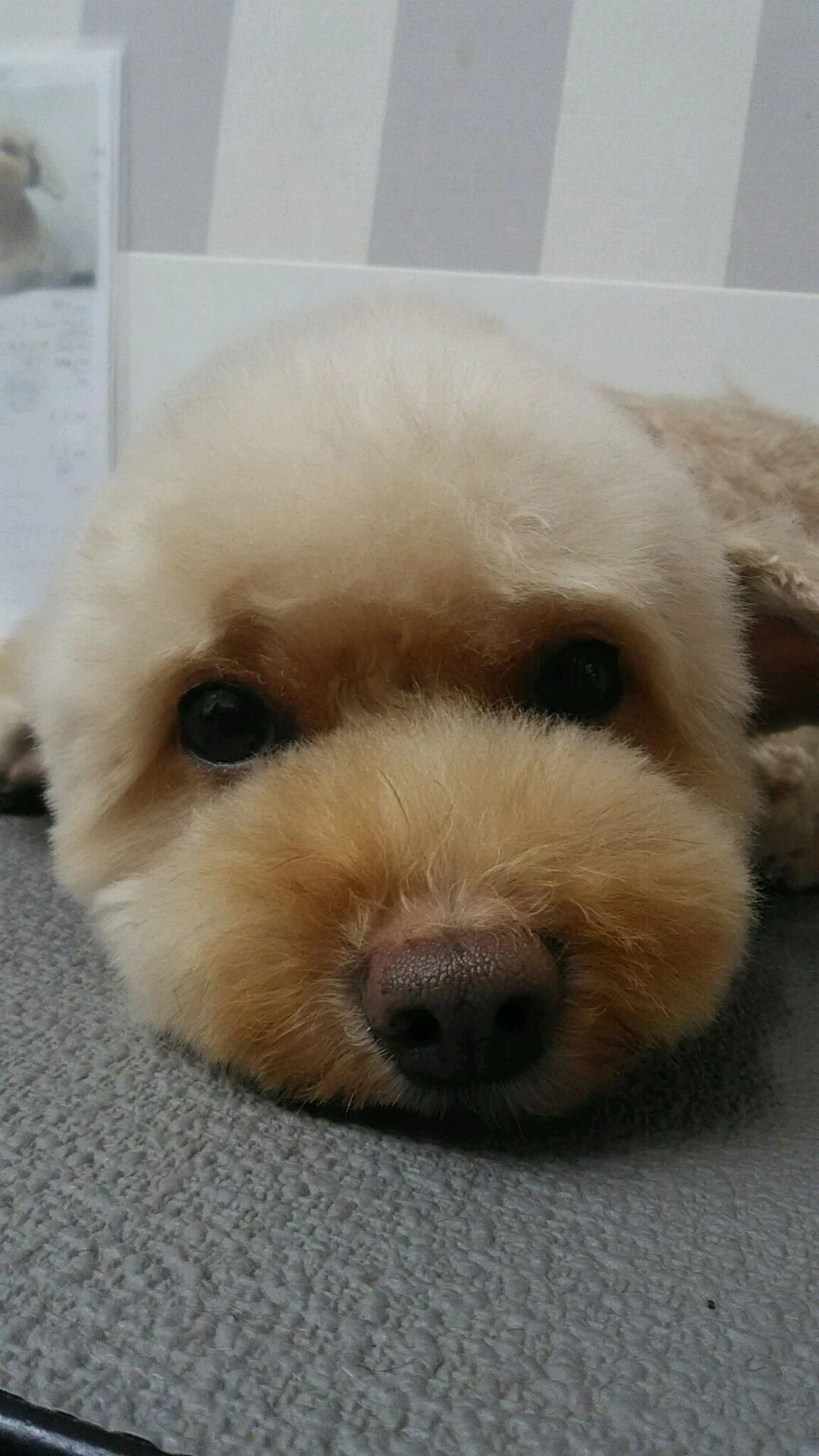 dsc_2385-2