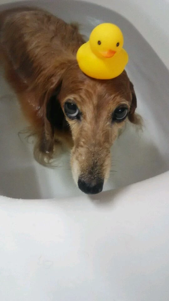 dsc_0019