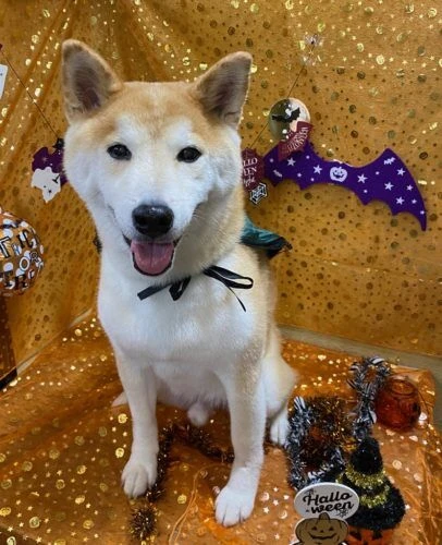 boo