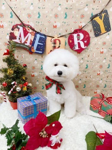 line_122218547373583