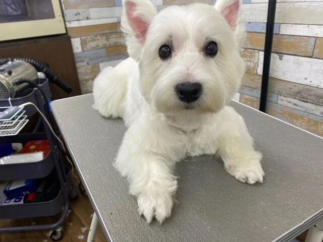 image6