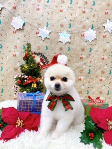 thumbnail_image1