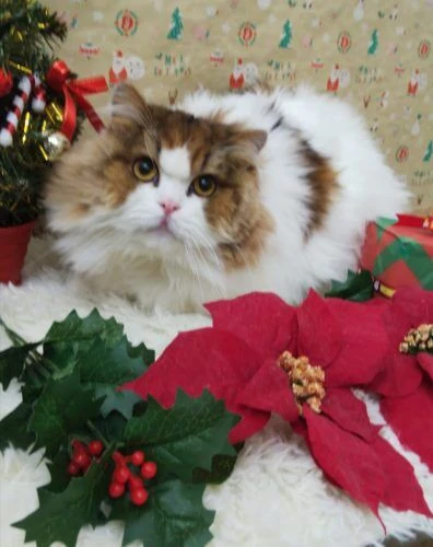 thumbnail_img_20201215_174216