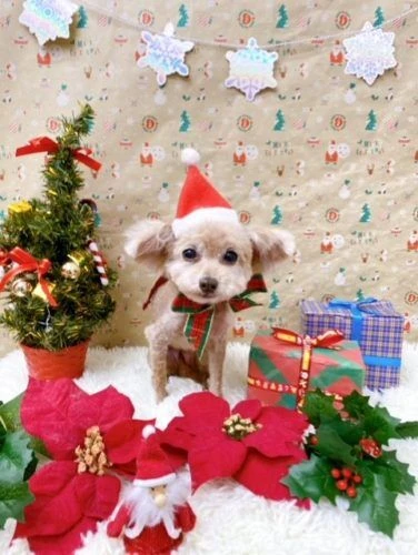thumbnail_image1