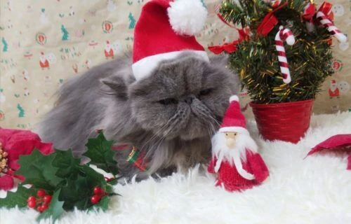thumbnail_img_20201218_182318