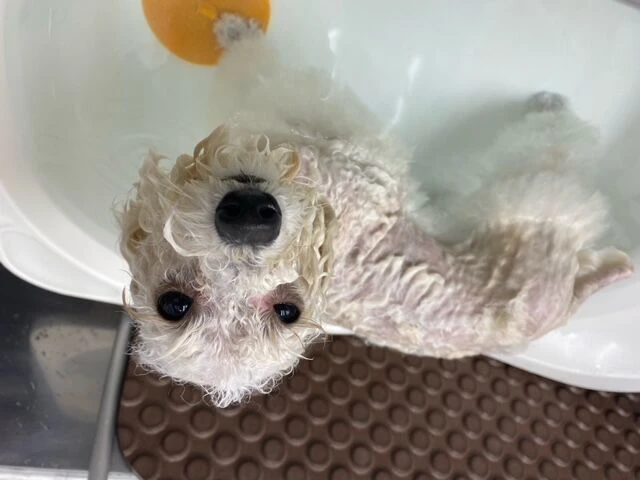 thumbnail_image4