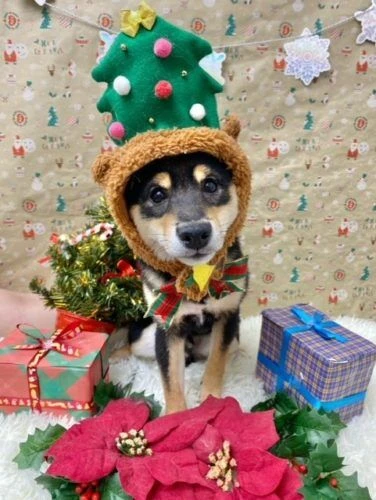 thumbnail_image14