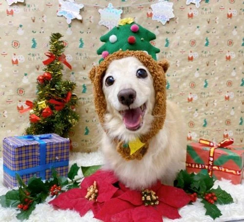 20141a86-3c7b-4c90-9dba-be5317601fee