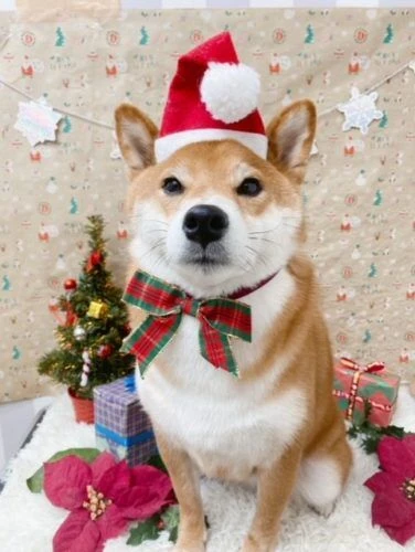 thumbnail_image0