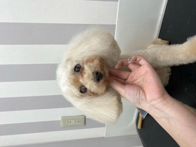 thumbnail_image0