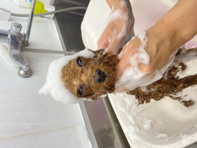 thumbnail_image1