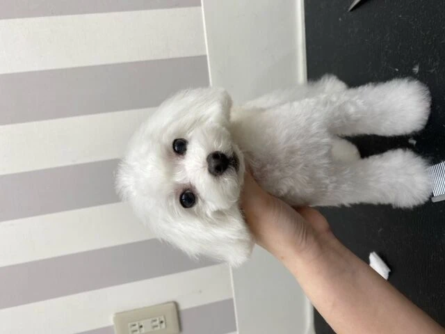 thumbnail_image0-2