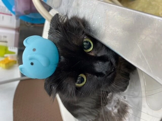 v