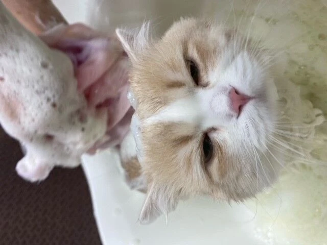 1234