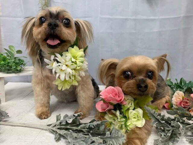 image6