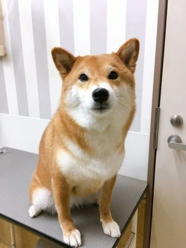 daa