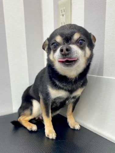 grq