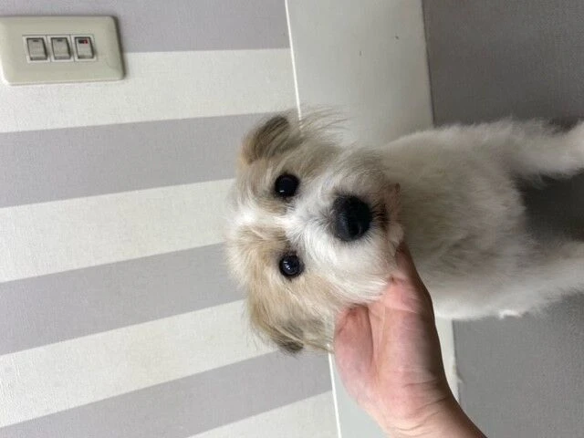 kooi