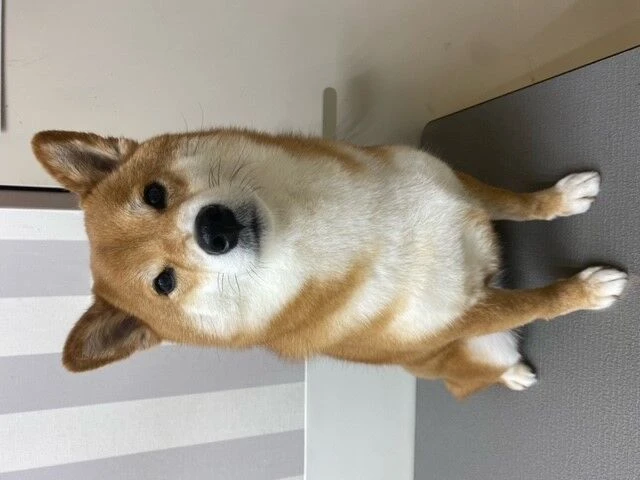 gyi