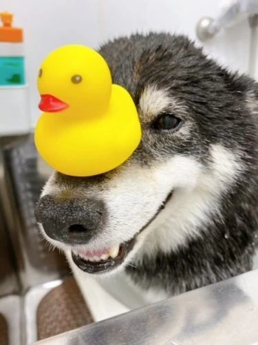 12233