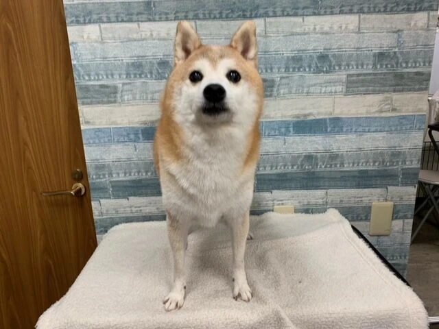 gyugy
