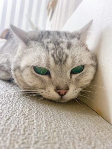 hij