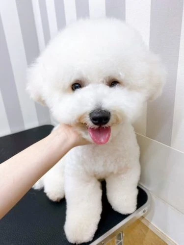 4568