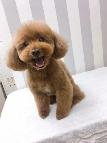1617009245537