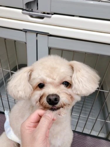 koki
