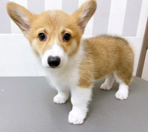 poo