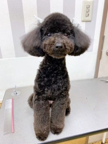 koo